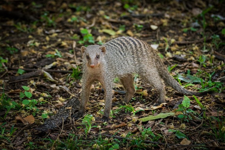 015 Botswana, Chobe NP, zebramangoeste.jpg